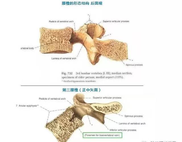 腰椎解剖图基础