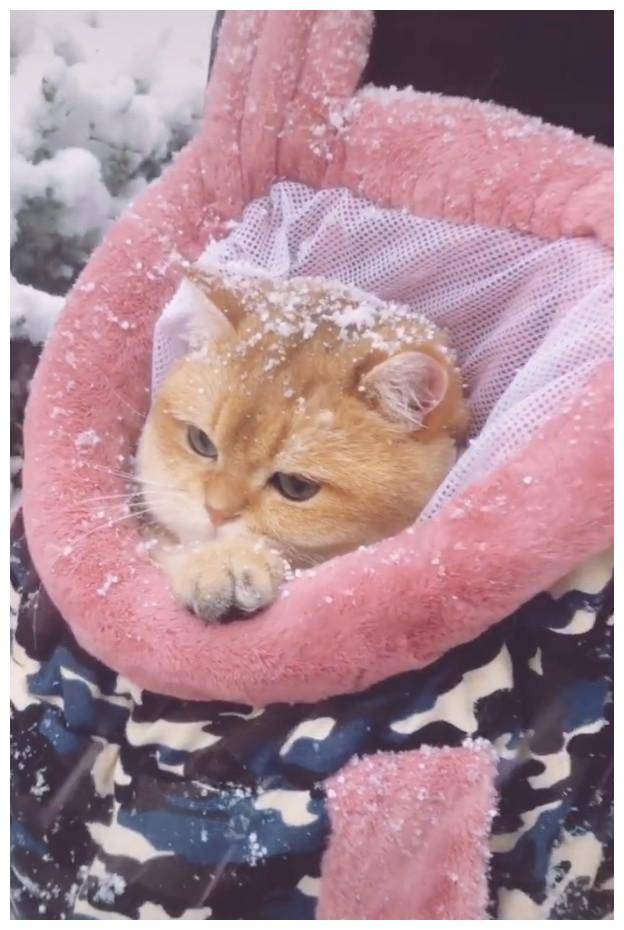 猫咪第一次看雪,它冻得直打哆嗦,猫:真的好冷啊