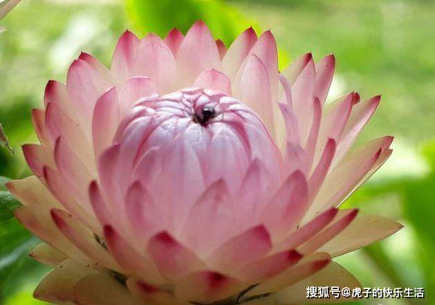 原创喜欢玫瑰,不如养盆"菊中精品"鳞托菊,晶莹剔透,靓丽无比!