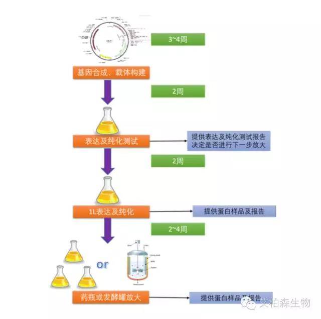 生物技术研发:行业发展的新引擎