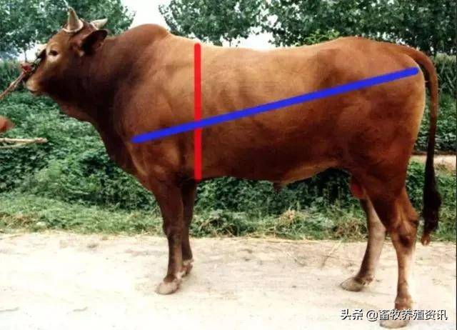 怎样估测牛的体重?试试这个公式