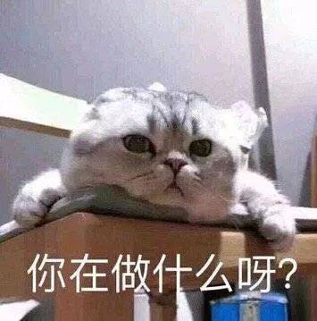 可爱小猫表情包 | 你是猪,我不要理你