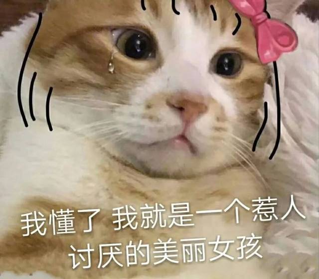 可爱小猫表情包 | 你是猪,我不要理你