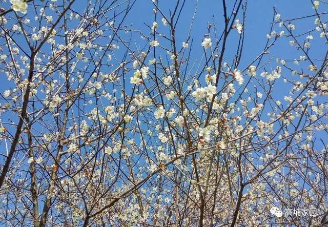 高埔龙堀梅花观赏区迎来了大批游客.