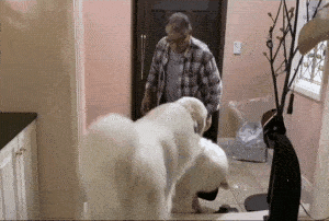 大白狗已经200多斤了,还撒娇要爷爷抱,忘记自己长大了