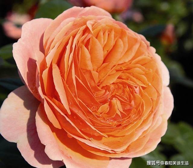 原创喜欢牡丹,不如养"珍稀玫瑰"康沃尔公爵夫人,开花爆满真好看