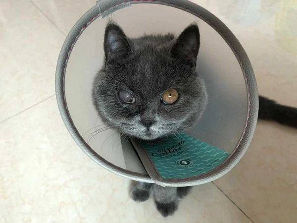 猫疱疹误诊丨"感冒"白瞎一个猫眼睛,这铲屎官不扔掉,还留着过年?