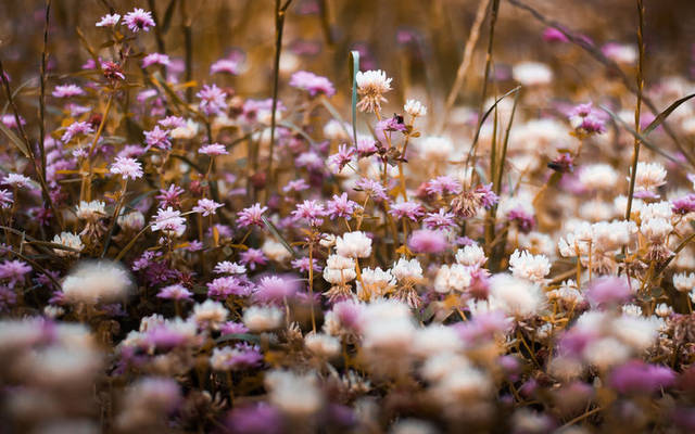 无忧花开28集中字 98c7f2d4b8794ccfba705f4ddc5b07fa.jpeg