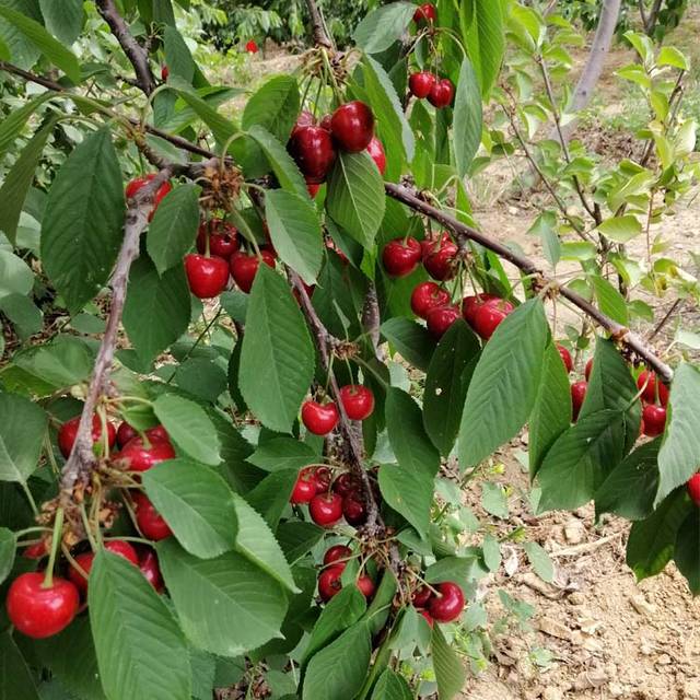 大樱桃苗自花结实率低,合理配置授粉树实现高产量