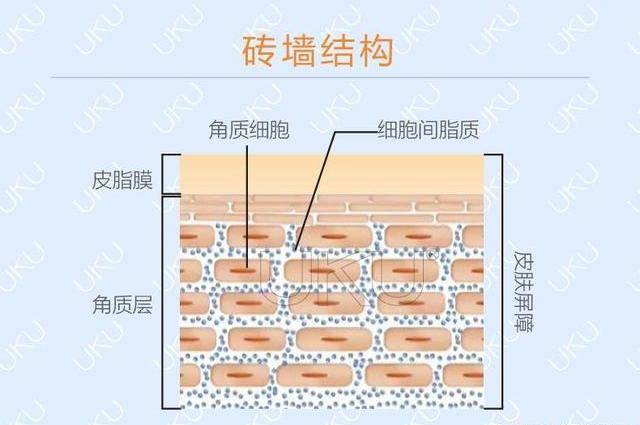 每天只要认真卸妆,就可以把粉底从表皮的角质层卸除.