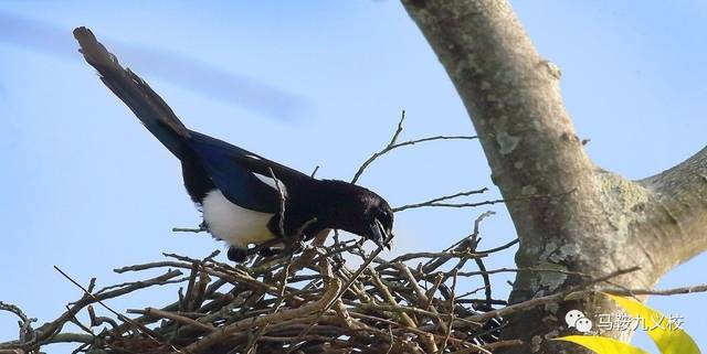 二候鹊始巢,喜鹊在这个节气也感觉到阳气而开始筑巢了.
