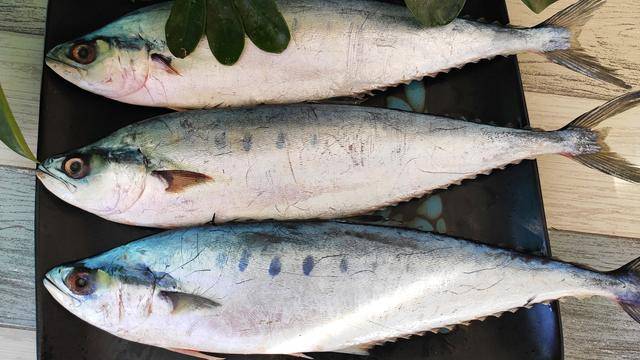 鲅鱼,青占鱼,鲐鲅鱼,北海鲅鱼怎么分清,吃了30年都吃错了