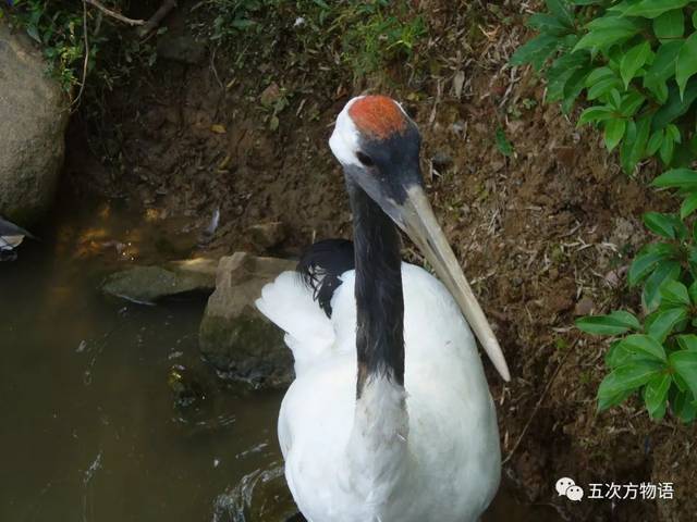 古今语境中的"仙鹤",指丹顶鹤/grus japonensis,当年差点被选为"国鸟"