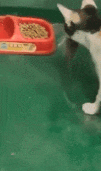 猫星人:老鼠兄弟,一会主人来了你跑我追!