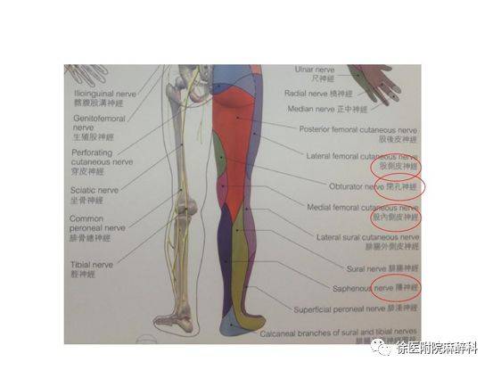 超声引导下腰丛神经阻滞-超声系列课