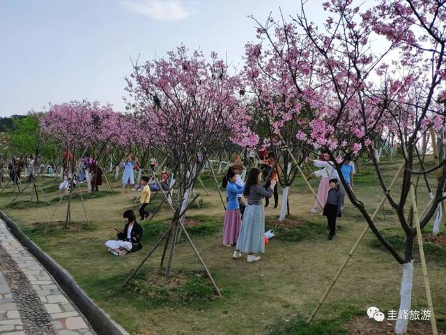 每年的一月份左右,圭峰山绿护桃源景区就会被樱花包围起来,整个山顶