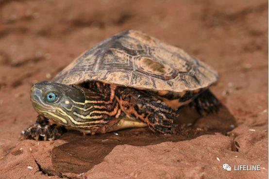 别名:地中海泽龟,地中海拟水龟.可以说是最漂亮的龟龟之一了.