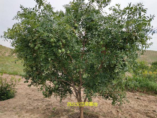 七宝妙树文冠果