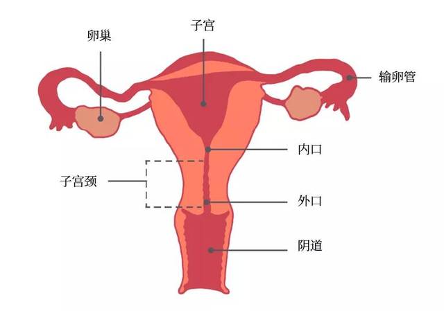 一,子宫构造与子宫颈位置子宫