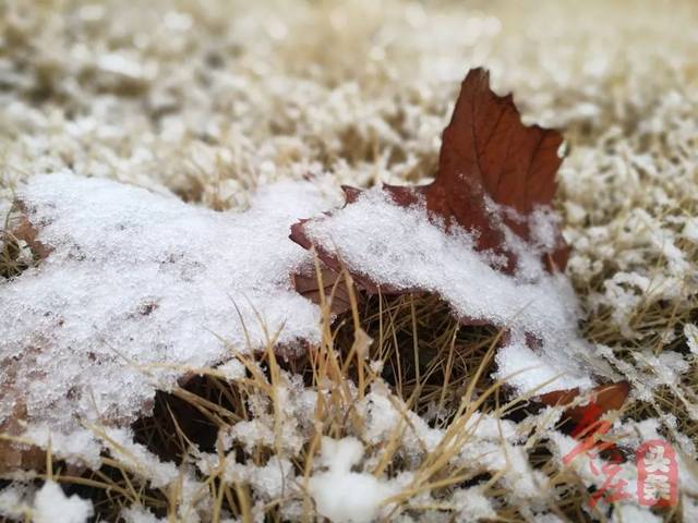 想象中的枣庄今年第一场雪是这样的 和小伙伴在大雪纷飞中 唯美地