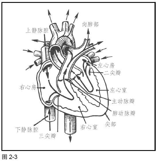 感染性心内膜炎的瘀点(例如,裂片状,出血,osler 病变,janeway 结节)和