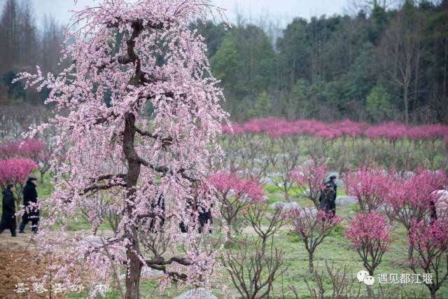 1月7日实拍 问花村川西民俗风情村位于都江堰市青城山镇(原大观地区