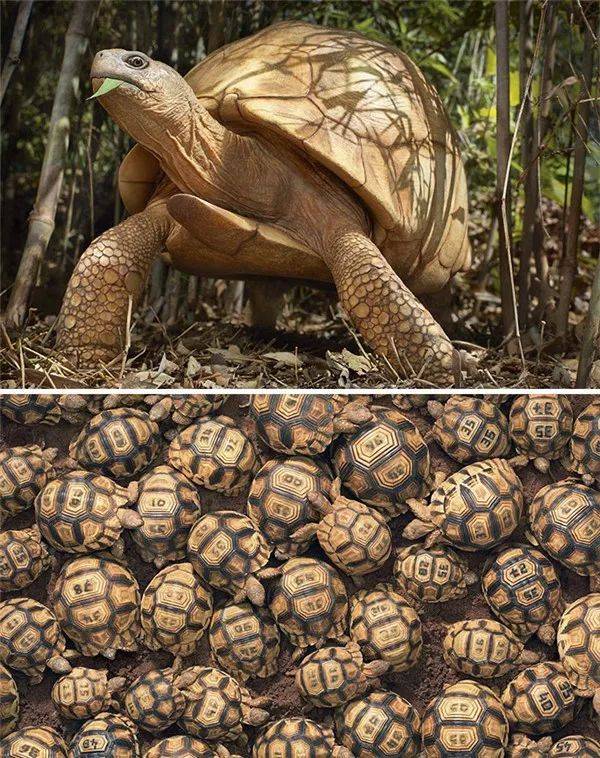 梨头乌龟 ploughshare tortoise