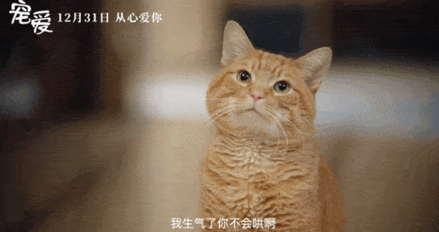 金毛是在猎捕野禽的寻回犬(retriever)中培养出来的