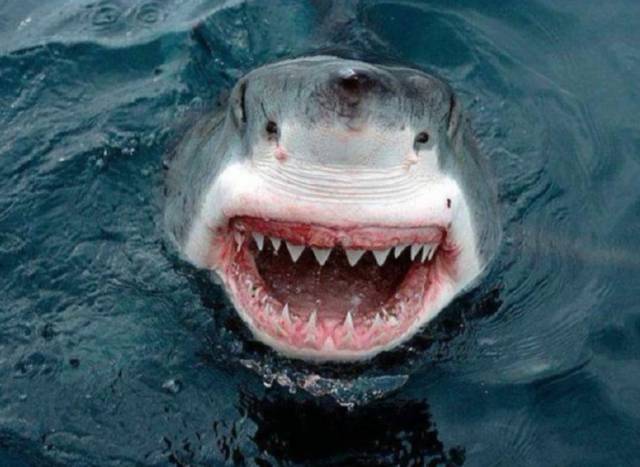 方的看起来不凶狠知道为什么鲨鱼为什么牙齿是尖的吧