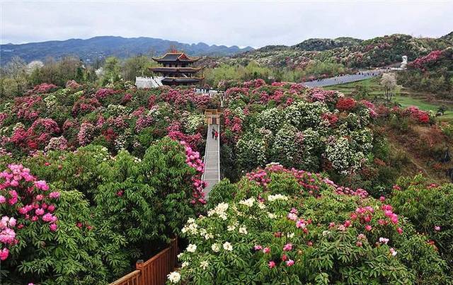 毕节市百里杜鹃景区