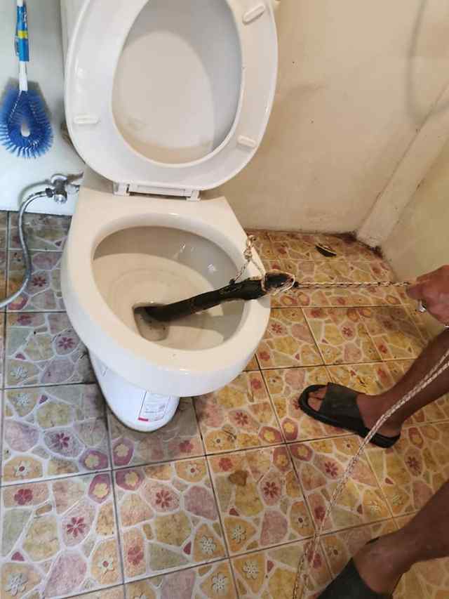 泰国男子上厕所,马桶突然窜出张嘴毒蛇!搏斗照令网友寒颤(图)
