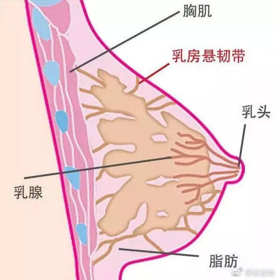 但此时, 乳房内的肌肉组织也在不断伸展,拉伸.