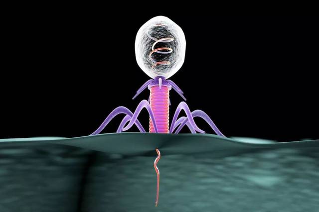 biofoundry助力噬菌体疗法,打趴超级细菌?