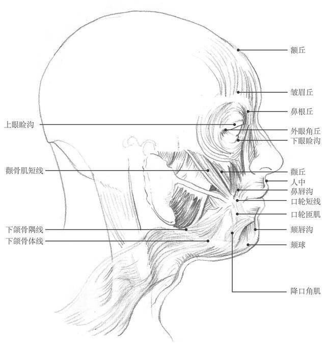 零基础素描教程:分步骤讲解头部比例和五官画法,简单易学,收藏