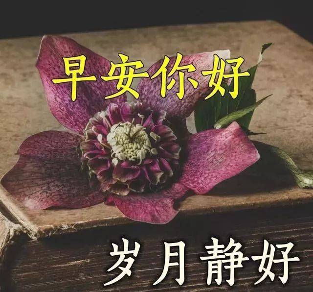 2020朋友圈清早早上好问候图片鲜花带字,早晨美好祝福