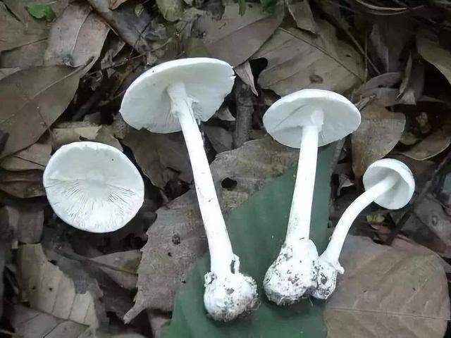 蘑菇越好看越有毒?这种长了一副大众脸的白蘑菇表示不