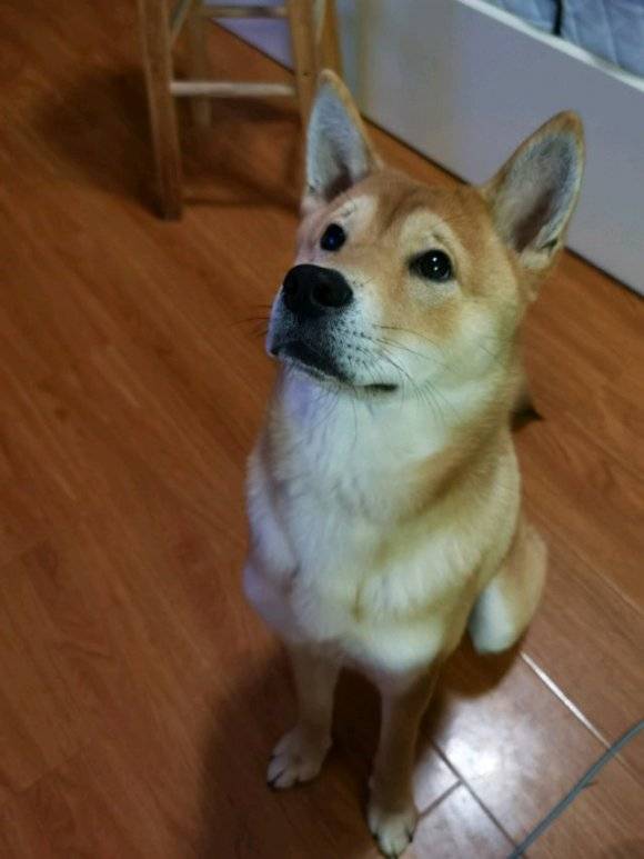 原创柴犬犯错金毛还包庇,一怒之下把它关起来了,柴犬主动认错