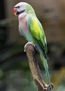 澳洲草科鹦鹉(依照种类不同,大部分30--35厘米)