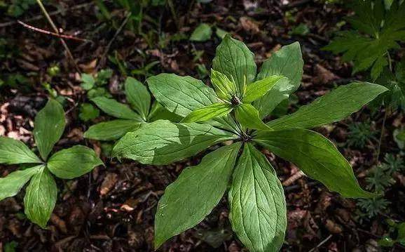 七叶一枝花有很多别名,如重楼,金钱重楼,灯台七,蚤休等等.