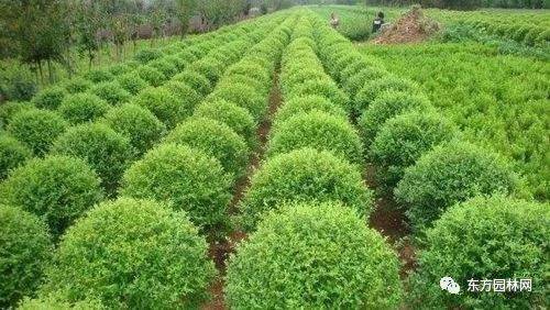 苗木选购全攻略：让你轻松种植美丽的绿意