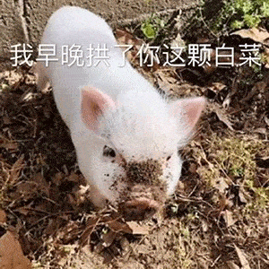 表情包 | 为什么你在群里不说话了?
