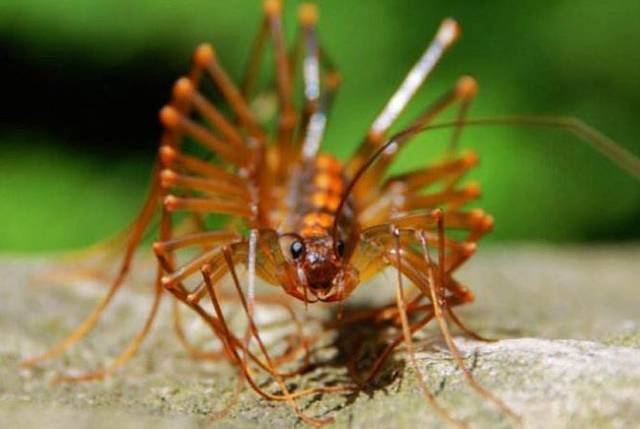 乡下名叫"钱串子"的虫子,长得挺吓人,却是益虫