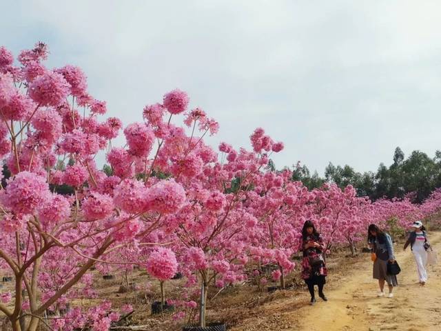 【侨乡幸福年】哇,江门这里有片花海和一个童话村庄,美不胜收