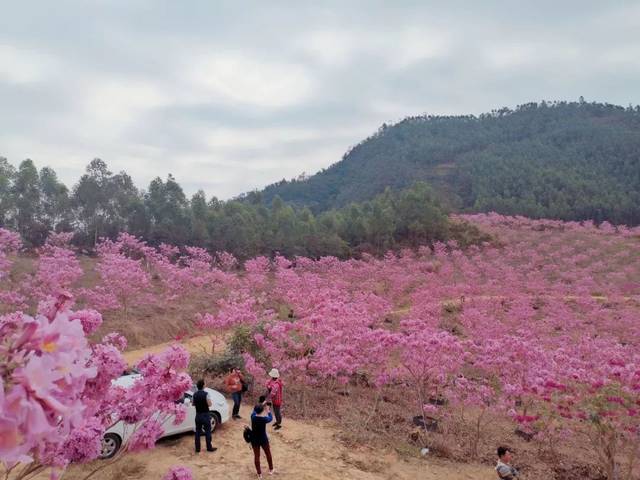 【侨乡幸福年】哇,江门这里有片花海和一个童话村庄,美不胜收