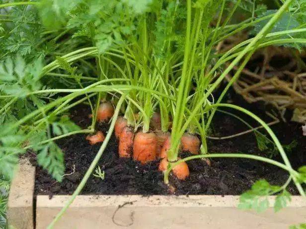 将胡萝卜割首埋进土里,看它一步步变成超高颜值的蔬菜盆栽!