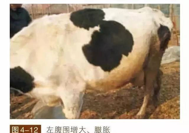 牛胀气几个小时就死牛,养牛必须要懂急救方法!