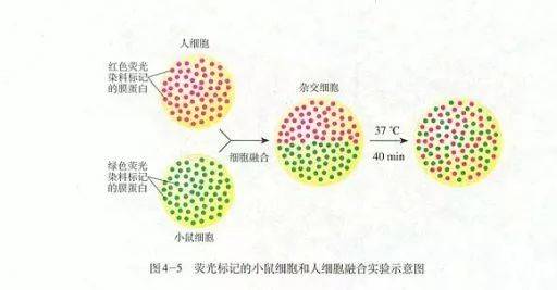 高中生物教材中的"同位素标记法"与"荧光标记法"都有哪些?