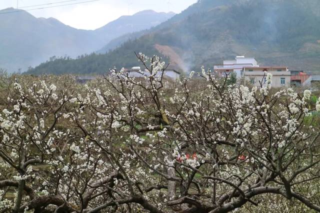 钱排发布李花节及春节期间交通安排