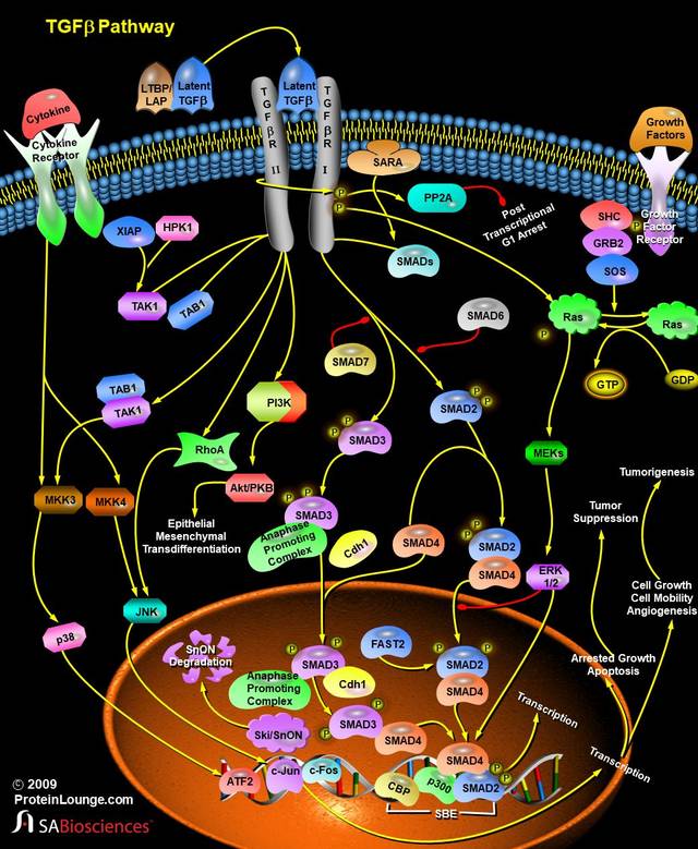 细胞信号通路详解之tgfβ通路