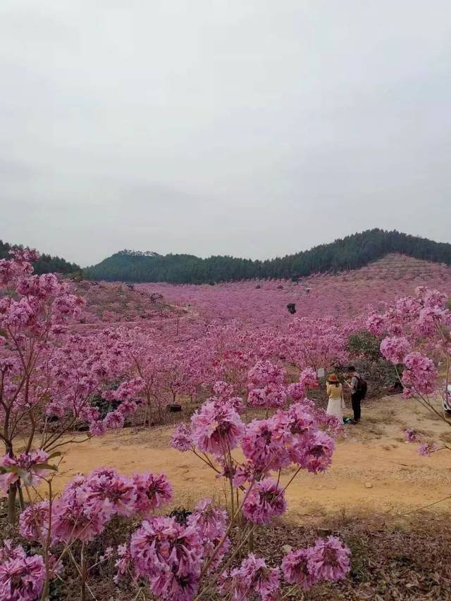 【侨乡幸福年】哇,江门这里有片花海和一个童话村庄,美不胜收